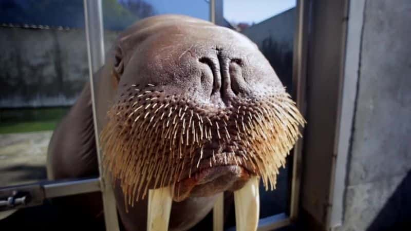 ¼Ƭֳ Walrus: Two Tonne Tuskerȫ1-Ļ/Ļ