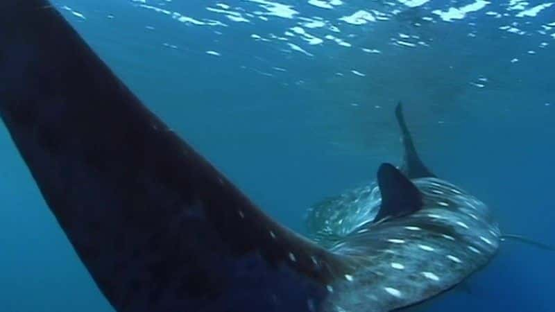 ¼Ƭ裨Ӣ㲥˾ Whale Shark (BBC)1080Pȫ1-Ļ/Ļ