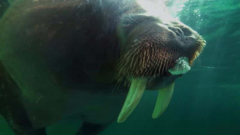 ¼Ƭֳ Walrus: Two Tonne Tuskerȫ1-Ļ/Ļ