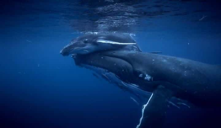 ¼Ƭս 3  Whale Wars: Season 3ȫ13-Ļ/Ļ