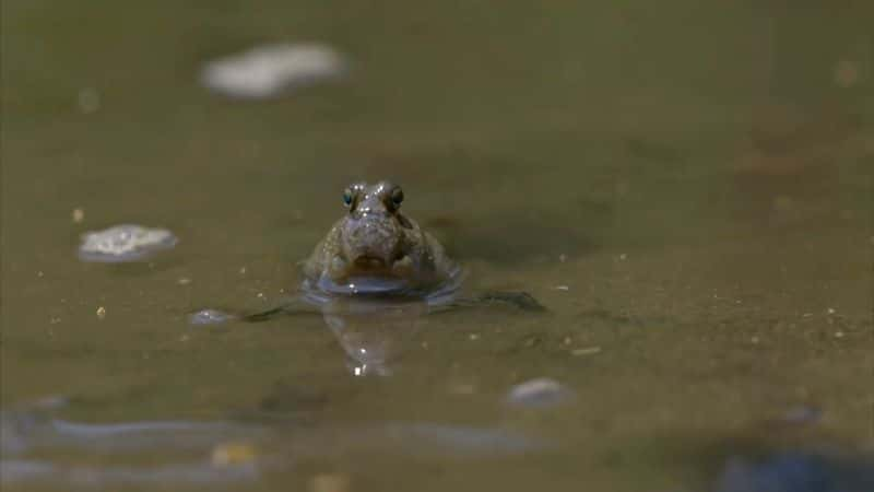 ¼Ƭˮ磺ϵ 1 Waterworld Africa: Series 1Ļ/Ļ