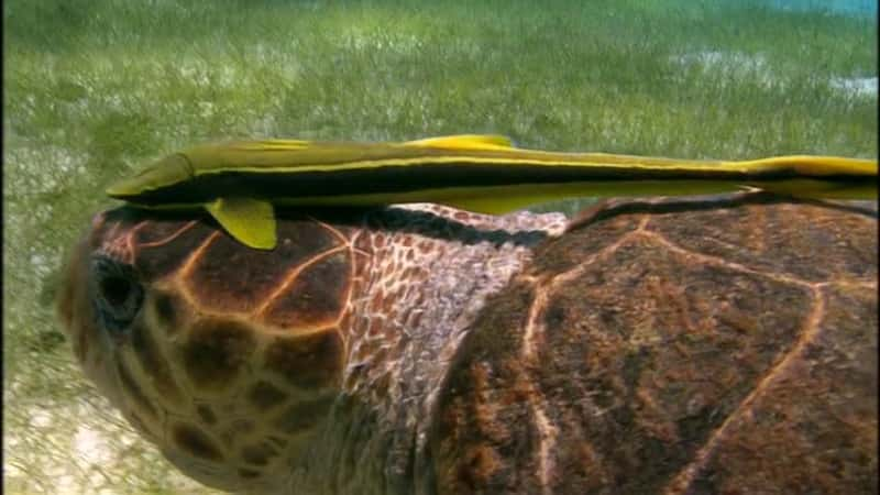 ¼Ƭ¶ڹĺ Voyage of the Lonely TurtleĻ/Ļ