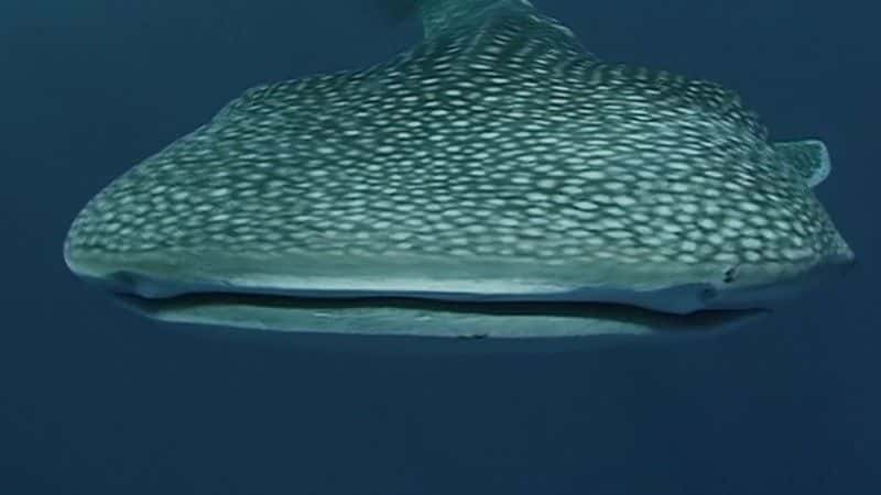 ¼Ƭ裨Ӣ㲥˾ Whale Shark (BBC)1080Pȫ1-Ļ/Ļ