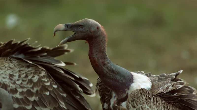 ¼ƬͺգҰе Vultures: Beauty in the Beastȫ1-Ļ/Ļ
