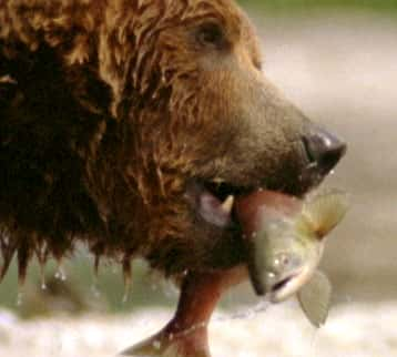 ¼ƬͬСǻ Walking with Giants - The Grizzlies of Siberiaȫ1-Ļ/Ļ