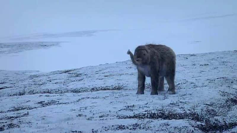 ¼ƬС Waking the Baby MammothĻ/Ļ