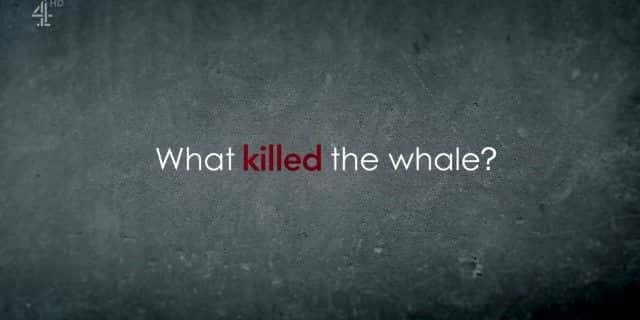 ¼Ƭʲôɱ˾ What Killed the Whale1080Pȫ1-Ļ/Ļ