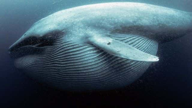 ¼Ƭ֤Ǿ The Witness is a Whale1080Pȫ1-Ļ/Ļ