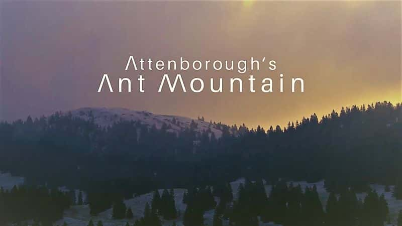 纪录片《阿滕伯勒蚂蚁山 Attenboroughs Ant Mountain》[无字][BT][720P]资源下载