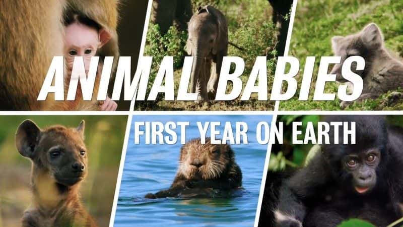 ¼ƬӤϵĵһ Animal Babies: First Year on EarthĻ/Ļ