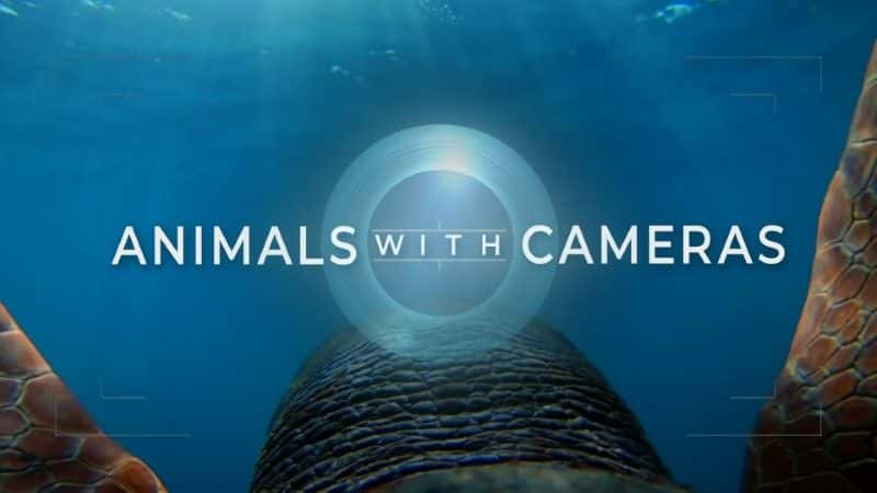 ¼ƬĶϵ 2 Animals with Cameras: Series 21080Pȫ1-Ļ/Ļ