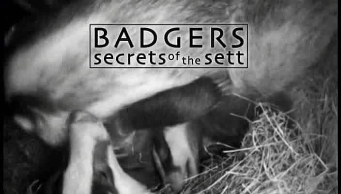 纪录片《獾 - 塞特的秘密 Badgers - Secrets of the Sett》[无字][BT][1080P]资源下载