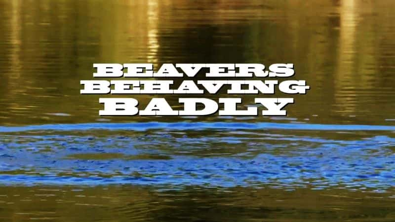 纪录片《河狸破坏王 Beavers Behaving Badly》全1集[自然纪录片][无字幕][高清][MP4][BT][资源下载]