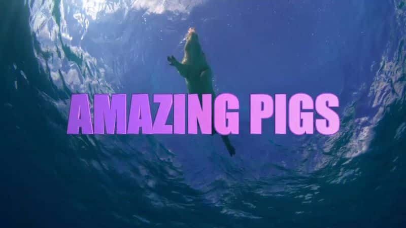 纪录片《神奇猪 Amazing Pigs》[无字][BT][1080P]资源下载