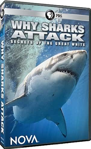 ¼ƬΪι Why Sharks Attack - Secrets of the Great WhiteĻ/Ļ