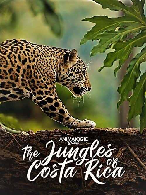 纪录片《动物学狂野：哥斯达黎加的丛林 Animalogic Wild: The Jungles of Costa Rica》[无字][BT][720P]资源下载