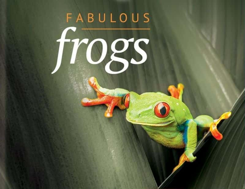 ¼Ƭյ (BBC) Attenborough's Fabulous Frogs (BBC)1080P-Ļ/Ļ