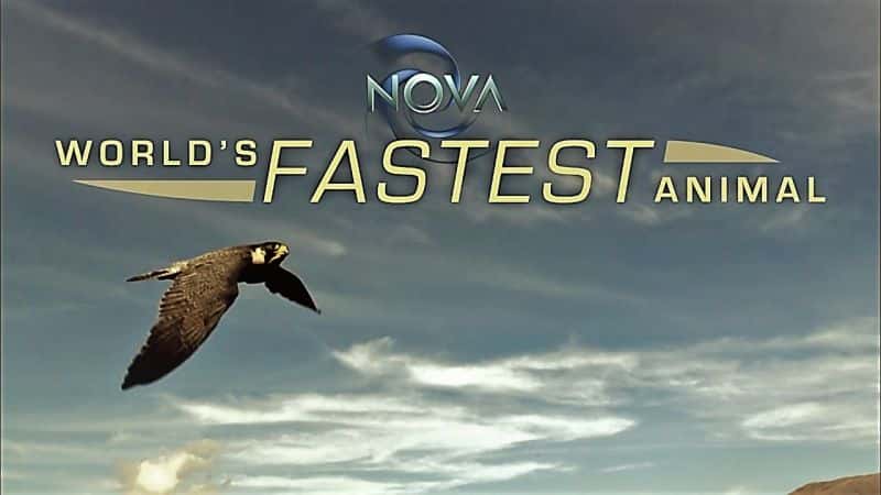 ¼ƬܵĶ (PBS NOVA) Worlds Fastest Animal (PBS NOVA)1080P-Ļ/Ļ