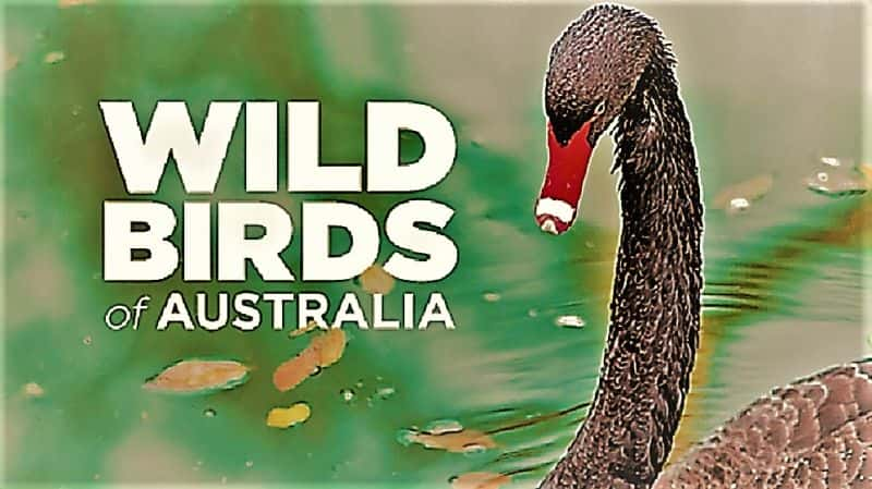 ¼ƬĴҰࣺϵ 1 Wild Birds of Australia: Series 11080P-Ļ/Ļ