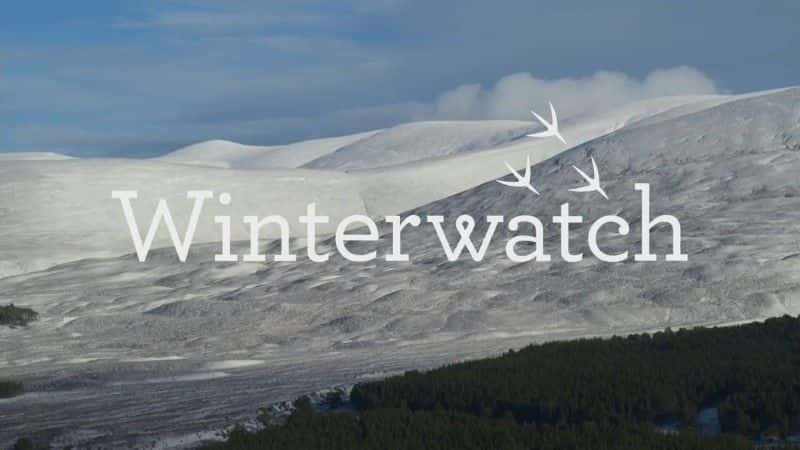 ¼Ƭ2019 궬۲ Winterwatch 2019ȫ4-Ļ/Ļ