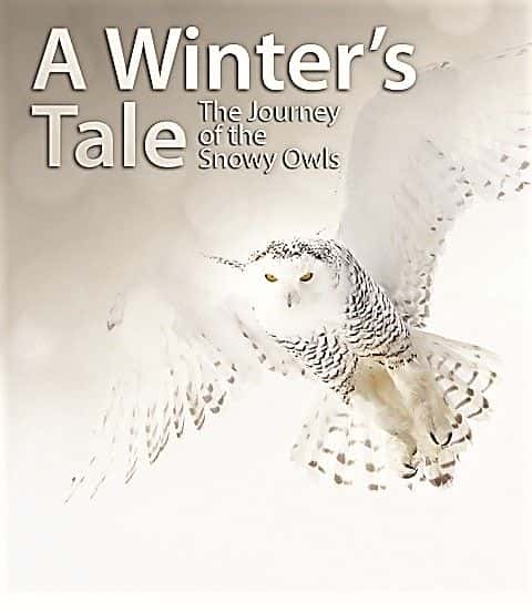 ¼ƬĹ£ѩ^ó A Winter's Tale: The Journey of the Snowy OwlsĻ/Ļ