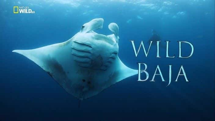 ¼ƬҰ¼ Wild Baja Californiaȫ1-Ļ/Ļ