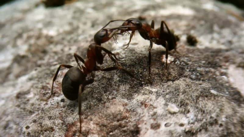 ¼Ƭɽ Attenboroughs Ant Mountain1080P-Ļ/Ļ