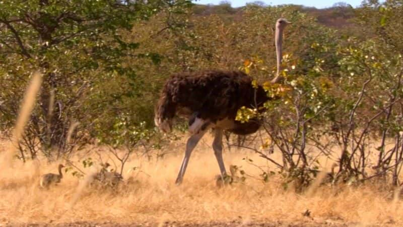 ¼Ƭպ;Ϳ (BBC 1080p) Attenborough and the Giant Dinosaur (BBC 1080p)1080Pȫ1-Ļ/Ļ