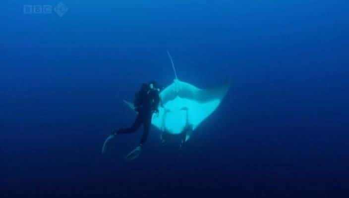 ¼Ƭ - Ů Andrea - Queen of Mantas720P-Ļ/Ļ