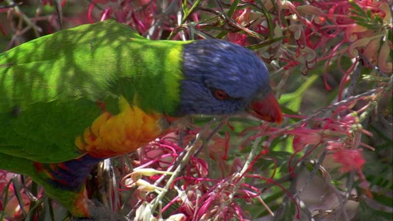 纪录片《花花世界 Around the World in 80 Gardens》[无字] [BT][DVD画质]资源下载