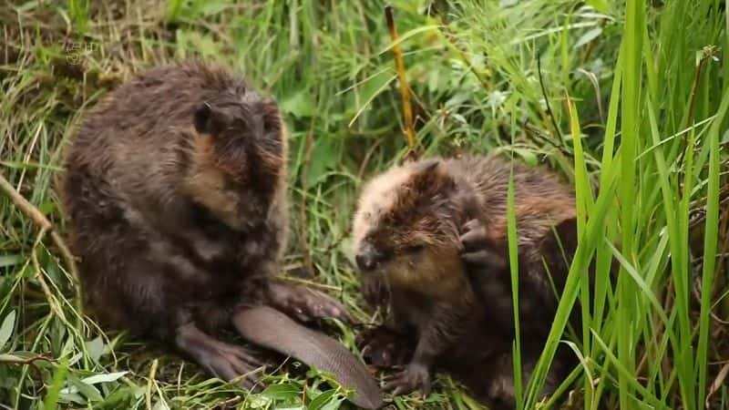 ¼Ƭ˹ά˹˹ά˹ Beaver Las Vegas: Saving the StripĻ/Ļ