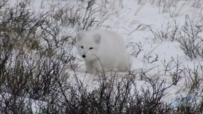 纪录片《北极暴露 Arctic Exposure》[无字][BT][1080P]资源下载