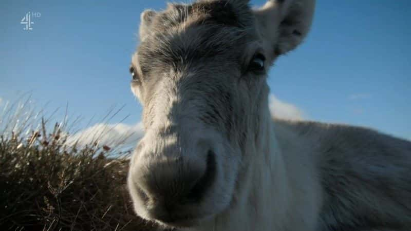 ¼ƬСѱ¹ĵһʥ A Baby Reindeer's First Christmas1080Pȫ1-Ļ/Ļ