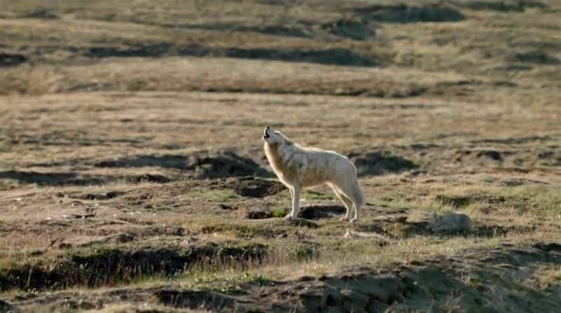 ¼ƬȺ Arctic Wolf Pack1280P-Ļ/Ļ