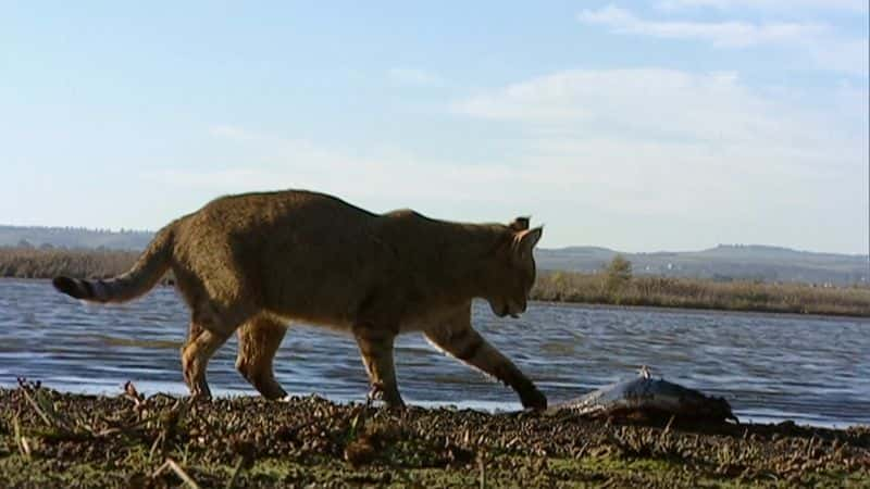 ¼Ƭʪ Wonderful Wetlands1080P-Ļ/Ļ