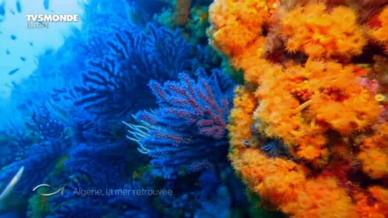 ¼Ƭǣla mer  Algerie, la mer retrouveeȫ1-Ļ/Ļ