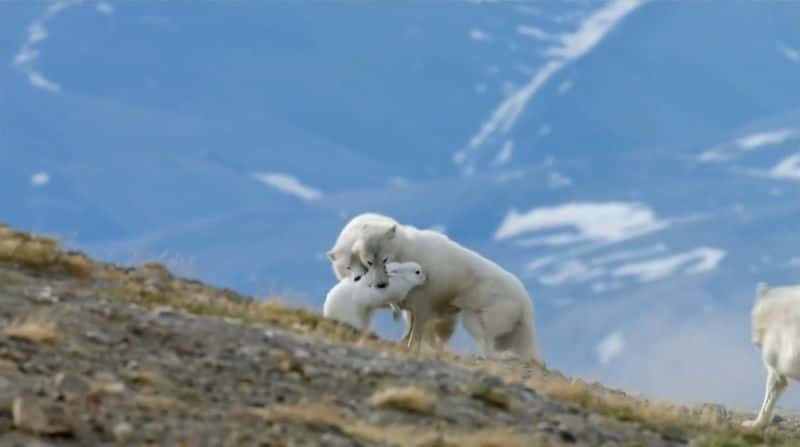 纪录片《北极狼群 Arctic Wolf Pack》[无字][BT][1080P][4K]双画质资源下载