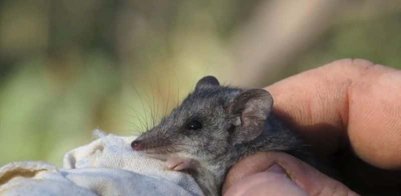 ¼ƬĴǵҰ֮ Australia's Wildlife: After the Fires1080P-Ļ/Ļ