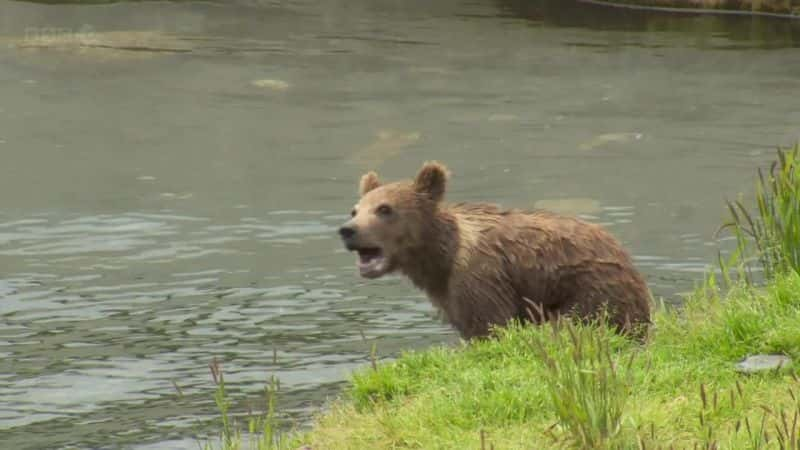 ¼Ƭ˹ӵ Bears of Alaskaȫ1-Ļ/Ļ