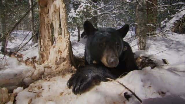 ¼Ƭ (BBC) Bearwalker of the Northwoods (BBC)1080Pȫ1-Ļ/Ļ