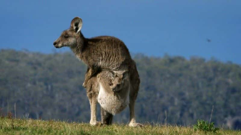 ¼ƬĴǣϵħ Australia: Earth's Magical Kingdom1080Pȫ3-Ļ/Ļ