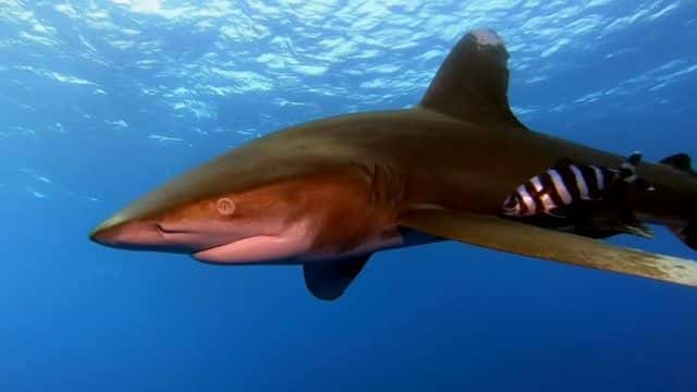 ¼ƬΪʲôϮBBC this World Why Sharks Attack (BBC this World)1080Pȫ1-Ļ/Ļ