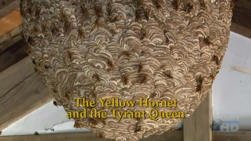 ¼ƬƷӺͱŮ The Yellow Hornets and the Tyrant QueenĻ/Ļ
