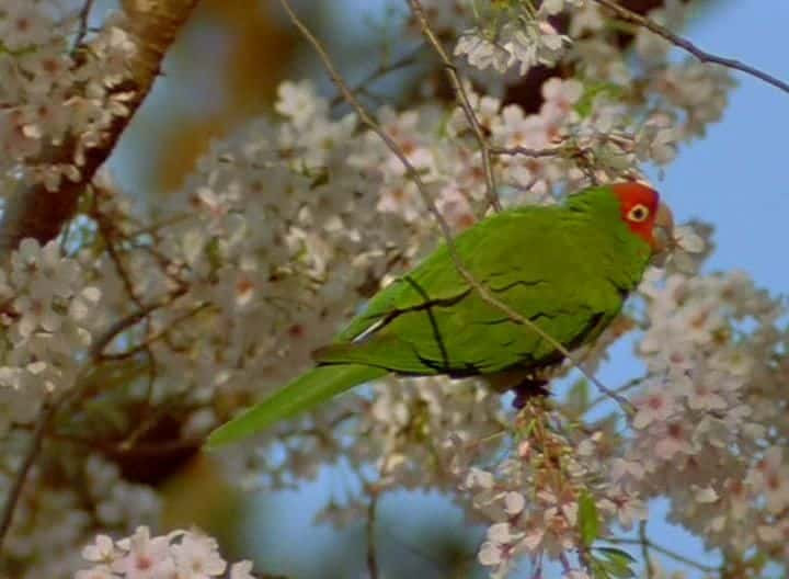 ¼Ƭ籨ɽҰ The Wild Parrots of Telegraph Hillȫ1-Ļ/Ļ