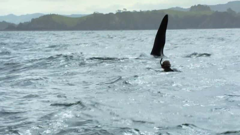 ¼Ƭ뻢һӾŮ (BBC 1080p) The Woman who Swims with Killer Whales (BBC 1080p)1080Pȫ1-Ļ/Ļ