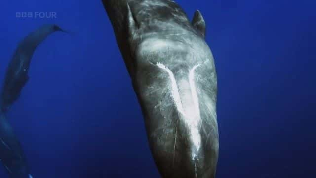 ¼Ƭ֤Ǿ The Witness is a Whale1080Pȫ1-Ļ/Ļ