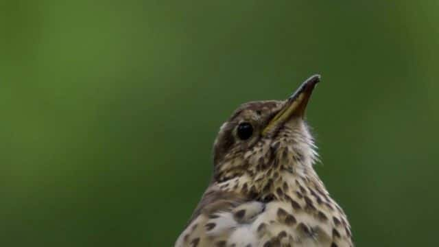 纪录片《阿滕伯勒的歌曲奇迹 Attenborough's Wonder of Song》[无字][BT][1080P]资源下载