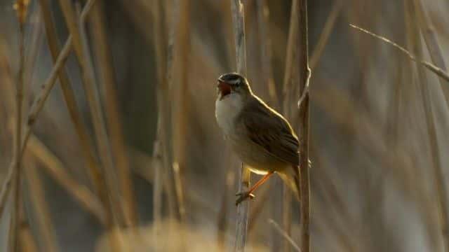 ¼Ƭյĸ漣 Attenborough's Wonder of Song1080Pȫ1-Ļ/Ļ