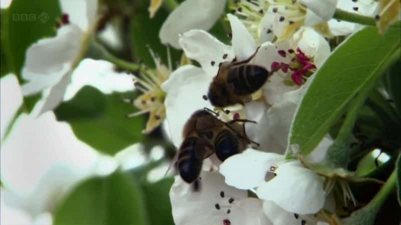 纪录片《蜜蜂蝴蝶和花朵 Bees Butterflies and Blooms》[无字][BT][1080P]资源下载