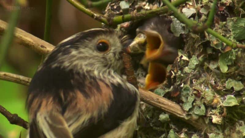 ¼ƬҰʿBBC Wild Wales (BBC)ȫ3-Ļ/Ļ